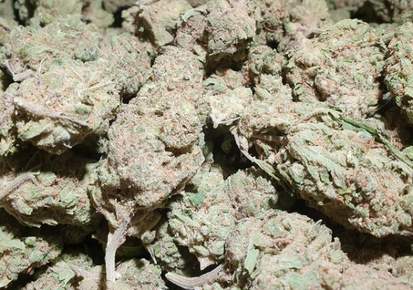 Buy Super Silver Haze