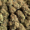 Buy Sour Diesel Strain