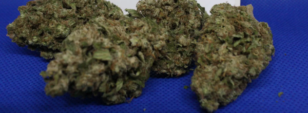 Buy AK-47 Strain Online