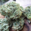 Buy Chem Dawg Strain